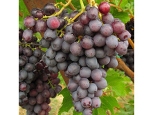 �������� �������� ����� ��������.jpg