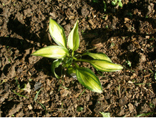 �������� ���(���)