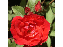 ���� ��������� �������.jpg