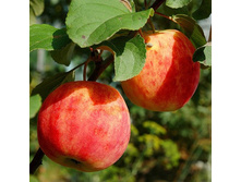 ������ ������� � �������.jpg