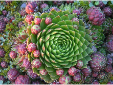 �������� (��� �������� ����). 180 ��� ����� �����. ����� 200-250. ��� ����� ����� �� ��������� � �������� ���������� �����. 00017199.jpg