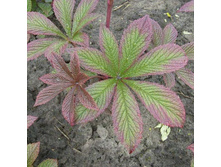 ��������� ����� ����*