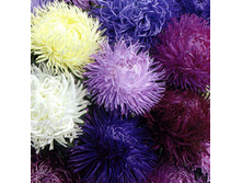 ����� ������� �������� ������ ,(��) 7,00 ���.[���.3005049]