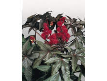 ��������� ������ ����������,(��)10,00 ���.[���.3001195]