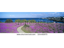 stock-photo-flower-lined-ocean-walk-at-pacific-grove-california-104492975.jpg