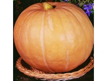 ����� �����������  �������������,(��) 4,50 ���. [���.15000023]