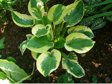 ���� ��� (No4)