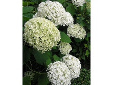 ������ *����.