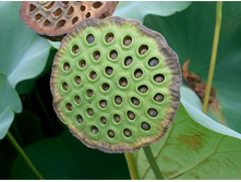 ���-�� ��������-��� ����.jpg