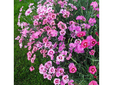 �������� �������� �����������,(��) 7,50 ���.[���.3002000]