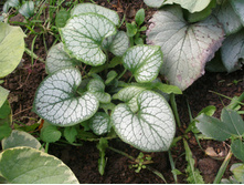 ���� �����*