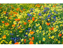 ����� ������������ 10��,(��)12,00 ���.