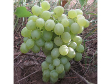 �������� �������� ����� ����.jpg