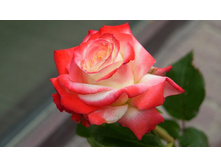 ���� �����.jpg