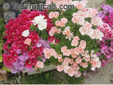 �������  ������ ��� �����,(��) 7,00 ���.[���.3002052]