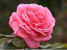 ������ ����.jpg