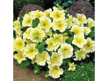 ������� ��������� ������F1,(��) 14,00 ���.[���.3004477]