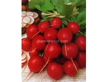 ����� �����,(��)5,00 ���. [���.12000039]