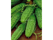 ������ ��������� �������������� 15�� ,(��) 4,00 ���. [���.10000184]