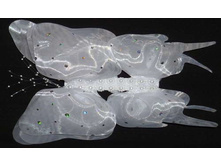 85���. ���.38.jpg