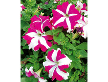 ������� ������ ������� ����������,(��) 15,50 ���.[���.3001977]