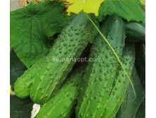 ������ ������� F1 �������������� 10��, (��)5,20 ���. [���.10000189]