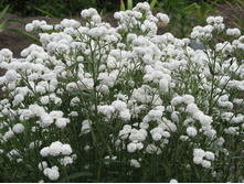 ������������� ��������-70 ���