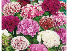 �������� �������� ����������,(��) 7,00 ���.[���.3002533]