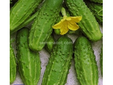 ������ �������� 166 �������������� 12�� ,(��) 2,80 ���. [���.10000123]