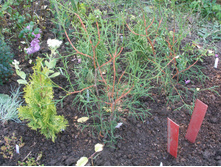 ��� ���.�����+)