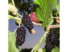 ��������� ����.jpg