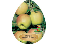 ������ �������� ����� � �������.jpg