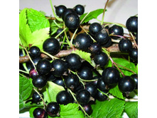 ��������� ������ �������.jpg