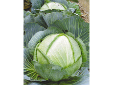 ������� ������������  ����������� 455 ������������,(��) 4,00 ���. [���.6000008]