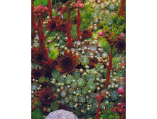 �������� ��. ����.jpg