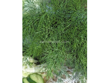 ����� ����������,(��) 4,00 ���. [���.1000138]