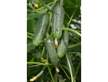 ������ �������-�������� F1 ������������������ 10��,(��) 11,50 ���. [���.10000516]