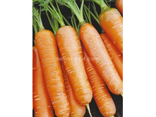 ������� �����,(��) 5,30 ���. [���.8000053]