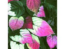 ��������� ��������� ����.jpg