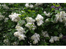 ��������� �������(�����)