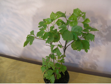 ���������+/)+/