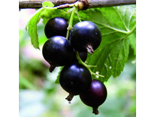 ��������� ������ ����.jpg