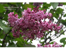 ��������� �����������