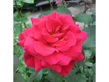 ������ ��������.jpg