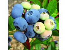 �������� �������.jpg