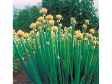 ��� �� ������ ���������  �����������,(��) 3,00 ���. [���.7000124]