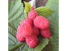 ������ ����� ����.jpg