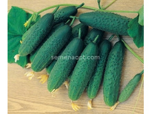 ������ ������ F1 ������������������ 10��,(��) 12,50 ���.