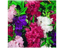 ��������� ������� ����� ����� 15 ��� 1 ��.jpg