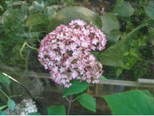 ���� �������� *����.